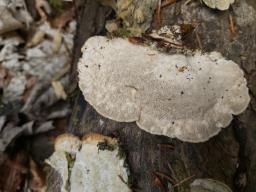Trametes hirsuta