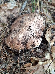 Tricholoma colossus