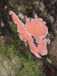 Rhodonia placenta