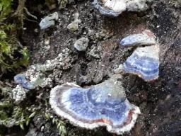 Trametes versicolor