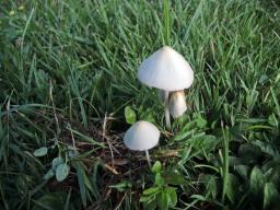 Conocybe apala
