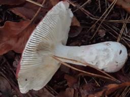 Russula rosea