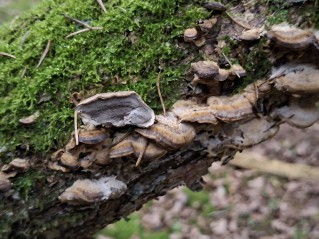 Bjerkandera adusta