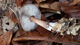 Rhodocollybia asema
