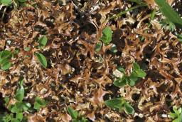 Cetraria islandica subsp. islandica