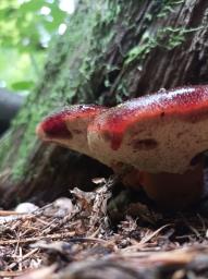 Fistulina hepatica