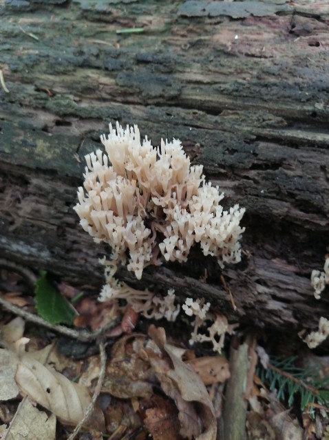 Artomyces pyxidatus