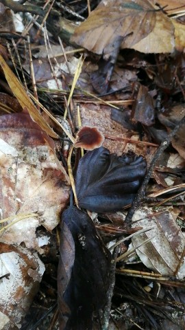 Auriscalpium vulgare