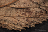 Triphragmium ulmariae