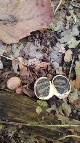 Scleroderma citrinum