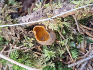 Caloscypha fulgens