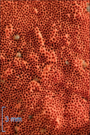 Pycnoporus cinnabarinus