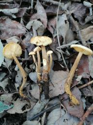 Flammulina elastica