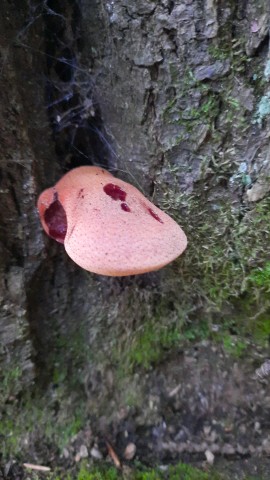 Fistulina hepatica