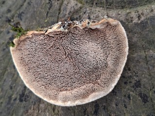 Hapalopilus nidulans