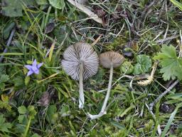 Entoloma querquedula