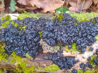 Exidia nigricans