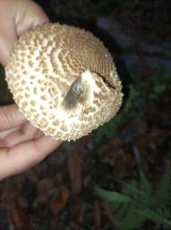 Echinoderma asperum