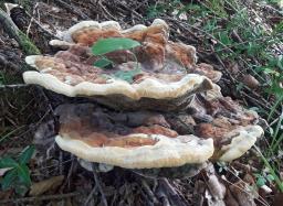 Phaeolus schweinitzii