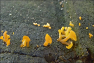 Guepiniopsis buccina