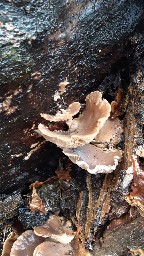 Pleurotus ostreatus