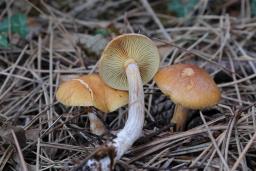 Gymnopilus penetrans