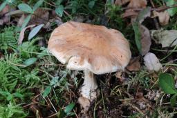 Leucocortinarius bulbiger