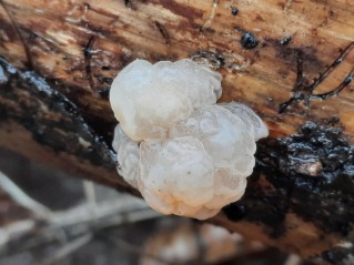 Naematelia encephala