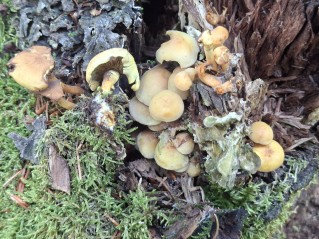 Hypholoma fasciculare var. pusillum