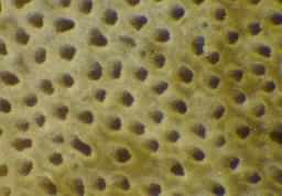 Bjerkandera adusta