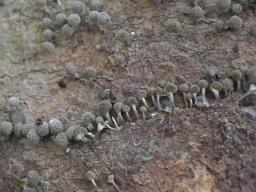 Phleogena faginea