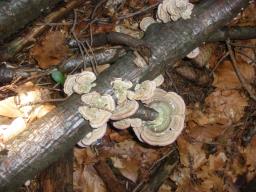 Trametes versicolor