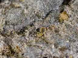 Ascobolus furfuraceus