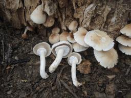 Cyclocybe cylindracea