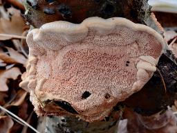 Hapalopilus nidulans