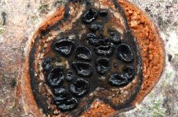 Lopadostoma dryophilum