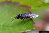 Caliroa cerasi