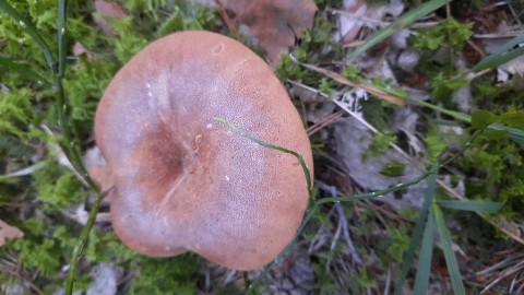 Tapinella atrotomentosa