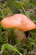 Cuphophyllus pratensis