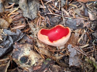 Sarcoscypha austriaca