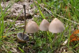 Panaeolus papilionaceus