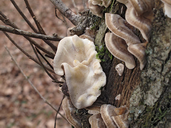 Trametes ochracea