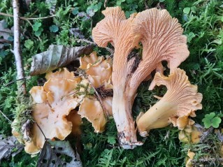 Cantharellus amethysteus