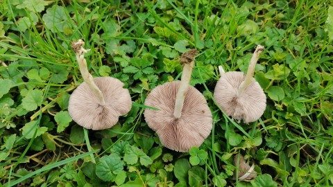 Coprinellus disseminatus