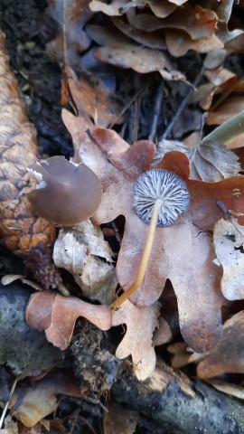 Strobilurus esculentus