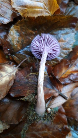 Laccaria amethystina