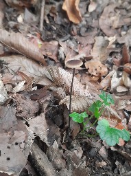Mycetinis alliaceus