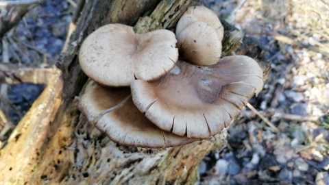 Pleurotus ostreatus