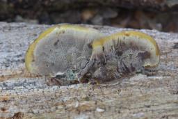 Xanthoporia radiata