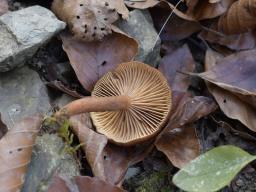 Lactarius serifluus